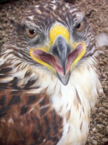 Avifauna humor